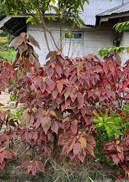 Image result for Acalypha manniana