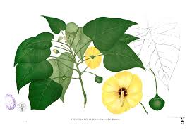 Image result for Thespesia populneoides