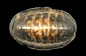 Image result for Ochna leptoclada