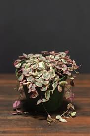 Image result for Ceropegia