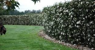 White Camellia Sasanqua Hedge Google Search Garden Hedges Hedging Plants Hedges