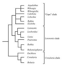 Image result for Lotononis serpentinicola
