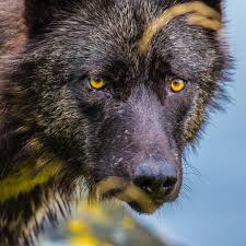 Black wolf cub image is about black wolf cub, wolf, hd, desktop, wallpapers, pixelstalk, net. Photograph By Paulnicklen Staring Into The Yellow Eyes Of A Black Wolf Is An Incredible Experience While Sitting In My Photo Blin Black Wolf Wolf Dog Wolf