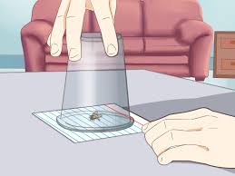 Put vinegar in a water bottle with. 3 Ways To Catch Flies Wikihow