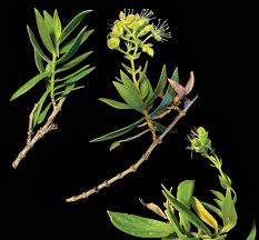 Image result for Ypsilopus liae