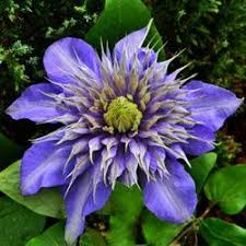 Maybe you would like to learn more about one of these? Clematis Multi Blue Michigan Bulb Company Blue Clematis Clematis Late Summer Flowers
