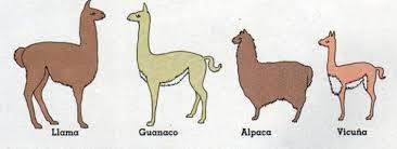 If you wish to develop a premium yarn or fabric, we can assist you with an individual delivery of alpaca, camel, guanaco, llama, mohair and vicuna. Camelidos Altiplanicos El Guanaco Es El Ancestro Silvestre De La Llama La Vicuna El Ancestro Silvestre De La Alpaca Guanaco Alpacas Vicuna Dibujo
