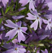 It is included in an evolving list of plants carefully researched and chosen by rhs experts. Teppich Phlox G F Wilson Phlox Subulata G F Wilson