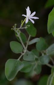 Image result for Jasminum fluminense