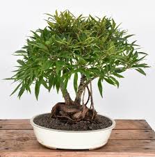 Image result for Ficus salicifolia
