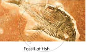Learn vocabulary, terms and more with flashcards, games and other study tools. Answer The Following Question Define Fossil Explain Importance Of Fossils As Proof Of Evolution Science And Technology 2 Shaalaa Com
