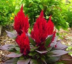 Feather Celosia Our Plants Kaw Valley Greenhouses Plants Annual Plants Trees To Plant