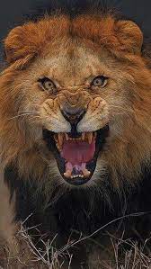 Angry Male Lion Growling Close Up Portrait By Atifsaeed Saeedatif Malelion Lionmale Lion Lionportrait Lionface An Lion Pictures Animals Lion Images