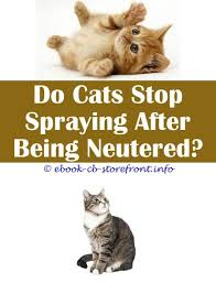 Cats have scent glands between their toes in the pads of their feet. 15 Radiant Cat Spray Smell Litter Box