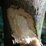 Image result for Leptactina arborescens