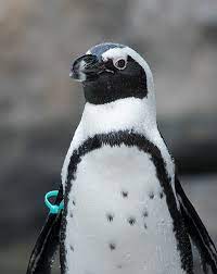 This is a clear covering that protects the eye from injury. African Penguin Lincoln Park Zoo