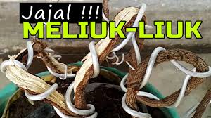 Meliuk Liuk Belajar Membentuk Bahan Bonsai Asam Jawa Ekstrim Belah Pelintir Liukan Youtube
