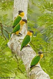 Loritos Chirricles Aves Exoticas Passaros Bonitos Aves Belas