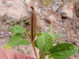 Image result for Corchorus olitorius