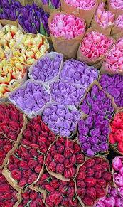 Georgianna DRISCOLL Obituary (2014)