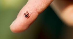 What to do when you are bitten by a tick | Cape Cod Health News