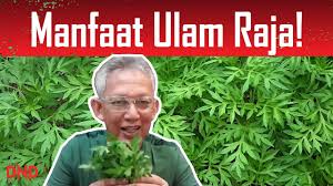 Jus ulam raja, selain bertindak mengawal cholesterol dan gula dalam darah, ia juga anti kanser. 17 Manfaat Makan Ulam Raja Youtube