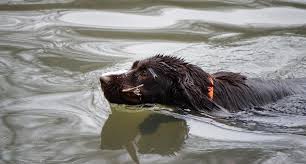 Image result for německý křepelák postava