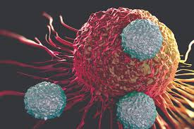 Collins r.d.useof bone marrow particle sections in the diagnosis of multiple myeloma, amer. Beyond Our Wildest Dreams Car T Therapies In Multiple Myeloma The Pharmaceutical Journal