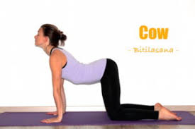 Benefits of cat cow pose. How To Do Cat Cow Pose Yoga Poses Step By Step Explained