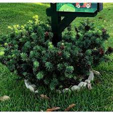 Check spelling or type a new query. Little John Bottlebrush Growing The Callistemon Citrinus Little John