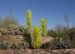 Check spelling or type a new query. Chihuly Returns To Desert Botanical Garden In Phoenix Chihuly