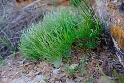 Image result for Eriospermum andongense