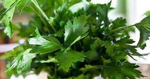 دراسة البقدونس وبذور الشبت يحتويان على مواد فعالة تمنع السرطان صحيفة وطني الحبيب herbs food health