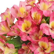 Hd to 4k quality, all ready for download! Twister Pink And Yellow Alstroemeria Flowers Wholesale Flowers Fiftyflowers