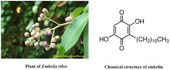 Image result for Embelia