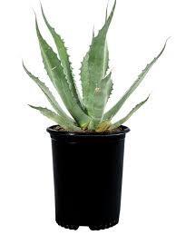 Image result for Grangea zambesiaca