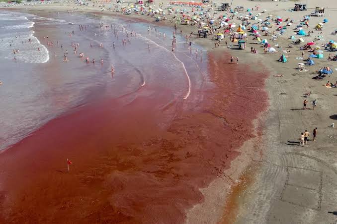 Researchers may finally be able to forecast dangerous red algae blooms -  Yahoo News UK