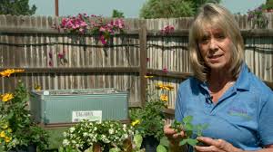 Get directions, reviews and information for tagawa gardens in centennial, co. Planting A Fall Vegetable Garden By Tagawa Gardens Youtube