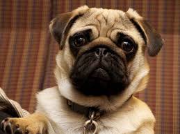 DOGS: Do You Really Need It? This Will Help You Decide! –  TNAOT-ប្រព័ន្ធផ្សព្វផ្សាយ