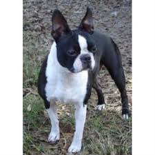 1,108 likes · 4 talking about this · 18 were here. Blue Skyz Boston Terriers Boston Terrier Breeder In Live Oak Florida