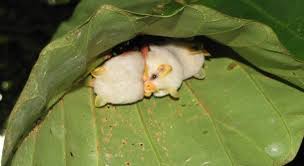 온두라스 피지컬 존나 좋더라 다들 근육몬들임. ë°•ì¥ ë‚˜ë¬´ìœ„í‚¤