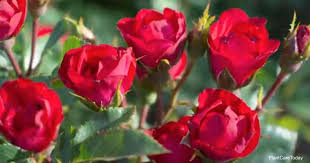 It has a slightly more upright habit with bright yellow flowers that fade quickly to a pastel cream color. Growing The Petite Knockout Rose Caring For Miniature Knock Outs