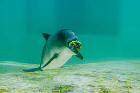 Wahrscheinliche gründe für dessen rückgang: Schweinswal Sonstiges Galerie Mactechnews De