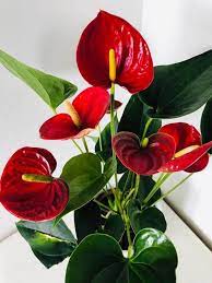 Anthurium Flamingo Flower Painter S Palette Guide Our House Plants
