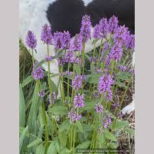 Image result for Stachys pseudonigricans