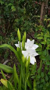 Image result for Crinum jagus