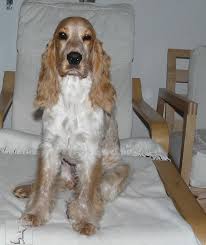 Image result for anglický kokršpaněl