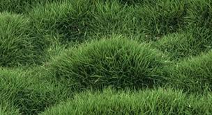 Zoysia Lawn The Best Detailed And Accurate Guide