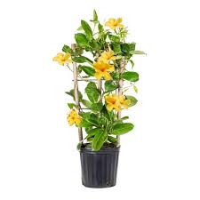 Image result for dipladenie žlutá obrázek