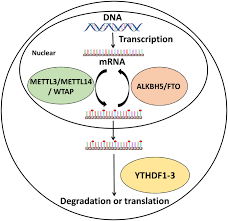 Последние твиты от 湖南卫视 芒果tv (@hunantvchina). Regulation Of Virus Replication And T Cell Homeostasis By N 6 Methyladenosine Springerlink